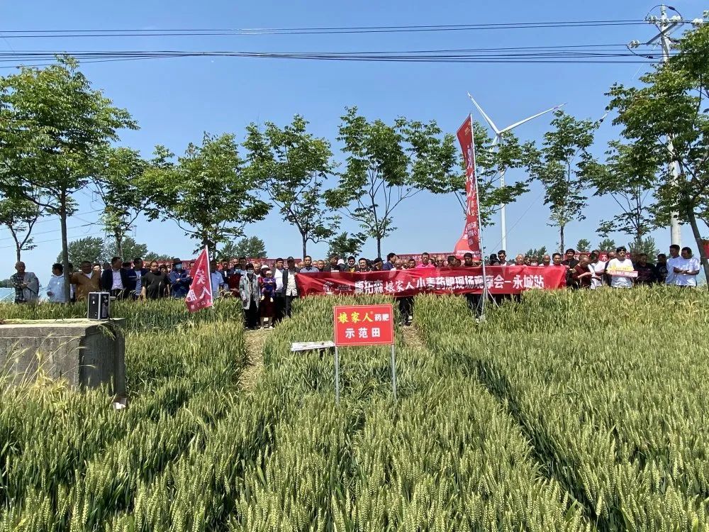 2021年康拓森永城站娘家人小麥藥肥觀摩會(huì)完滿結(jié)束！