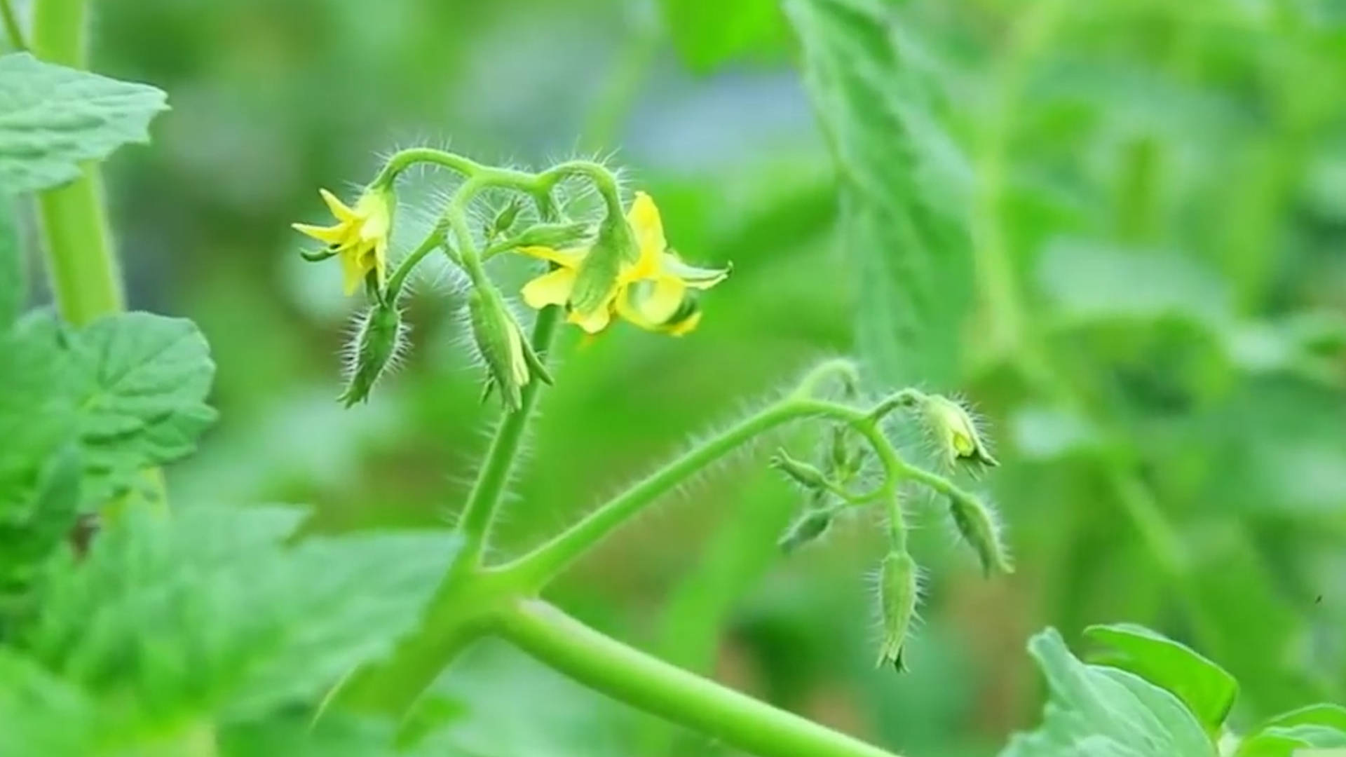 該死的“重茬”怎么辦？來看看咋解決