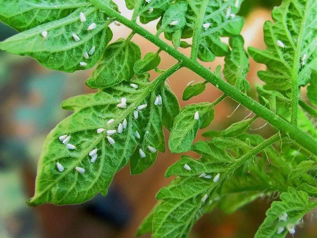 白粉虱打不干凈？教你打！