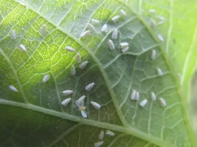 白粉虱，推薦五種防治方法！