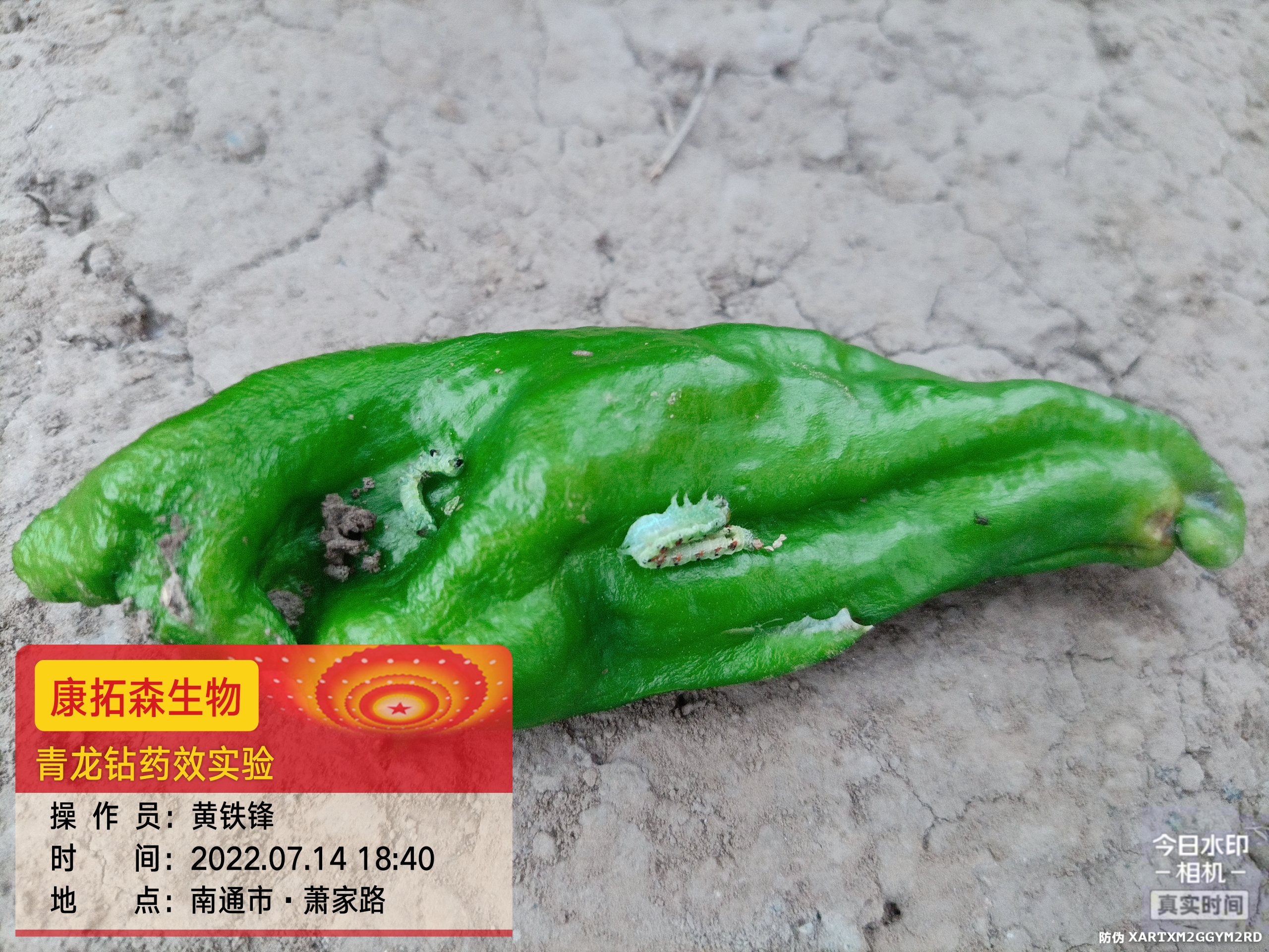 青蟲肆虐，辣椒減產(chǎn)！青龍鉆，來救場！