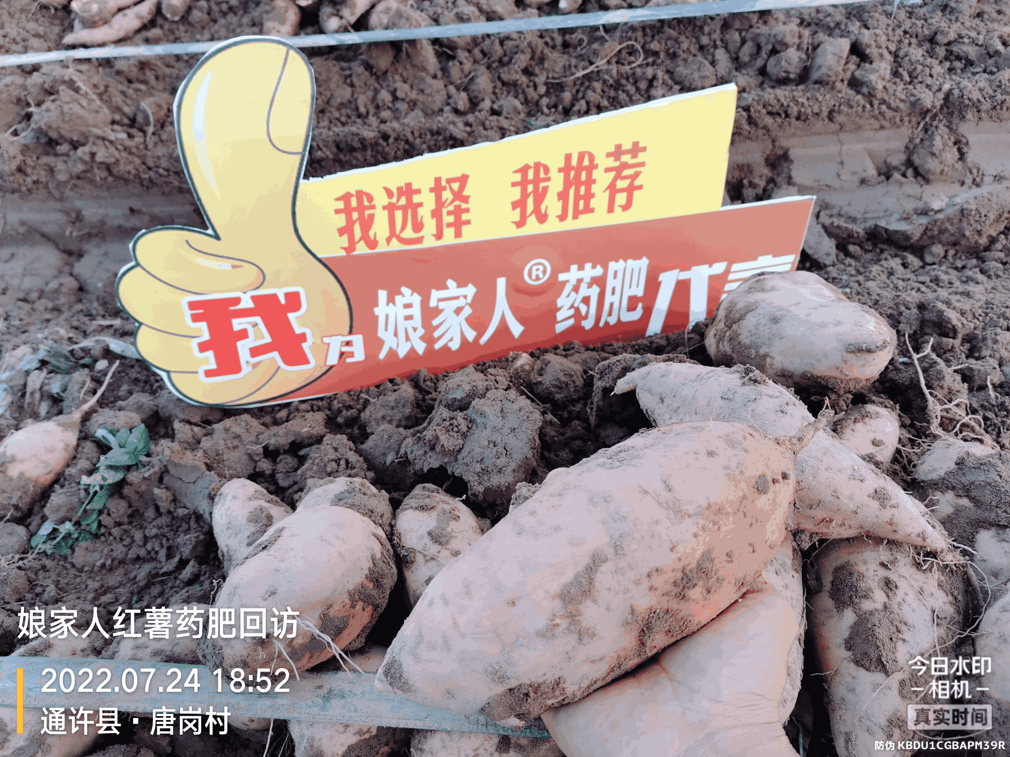 紅薯豐收，用了娘家人，“薯”你最棒！