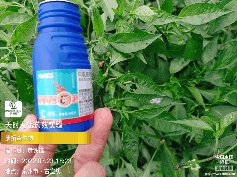 辣椒成為青蟲的“自助餐”，還好有你，天時無蛾！