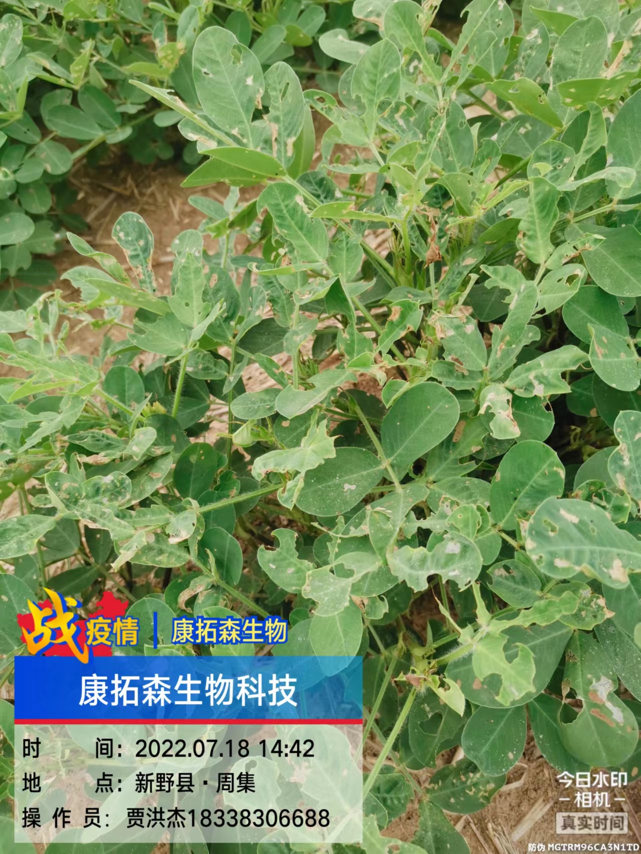 玉米、花生、大豆抗性青蟲該怎么打？