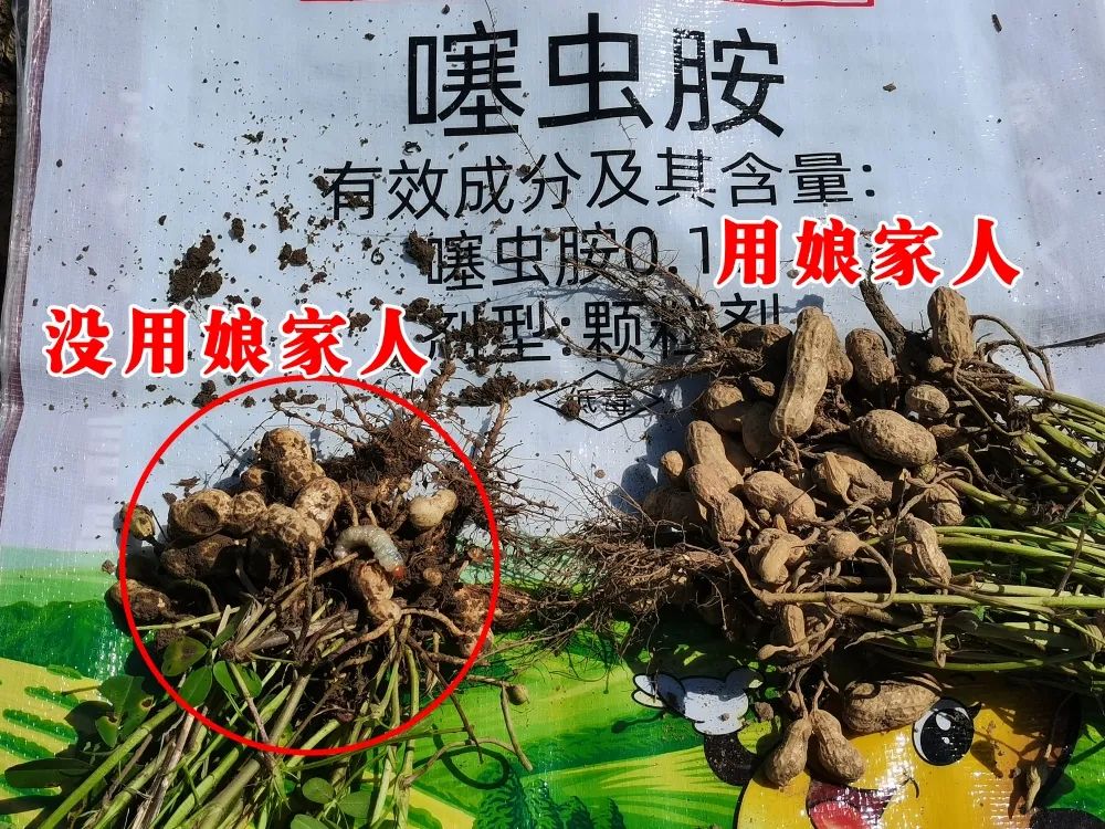 金秋花生回訪，農(nóng)戶的信任，來自于娘家人的肥效